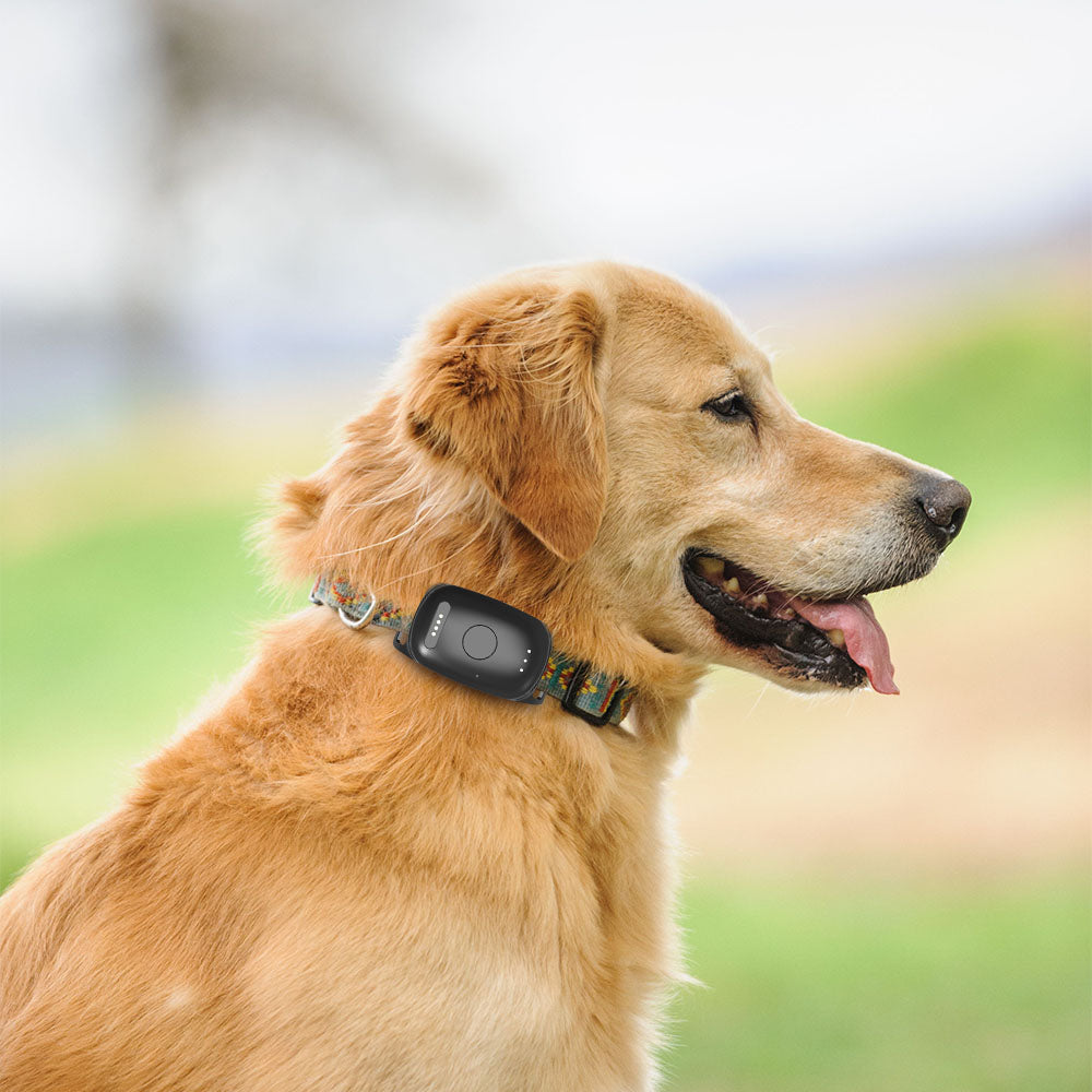 📍GPS Tracker voor Honden met Activiteitsmonitor - Veiligheid en Gezondheid in Één - Safari Paws